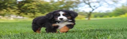 Miniature Bernese Mountain Dog dogs for sale: Kory - Ad 9