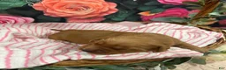 Golden Retriever dogs for sale: Buddy - Ad 4