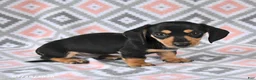 Dachshund dogs for sale: Percy - Ad 4