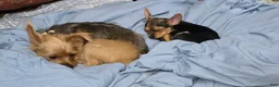 Chorkie dogs for sale: Blackie - Ad 4