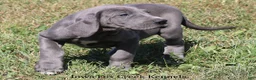 Great Dane dogs for sale: Sapphire - Ad 5