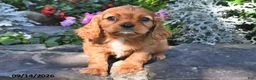 Cavalier King Charles Spaniel dogs for sale: Prince Charles  - Ad 4