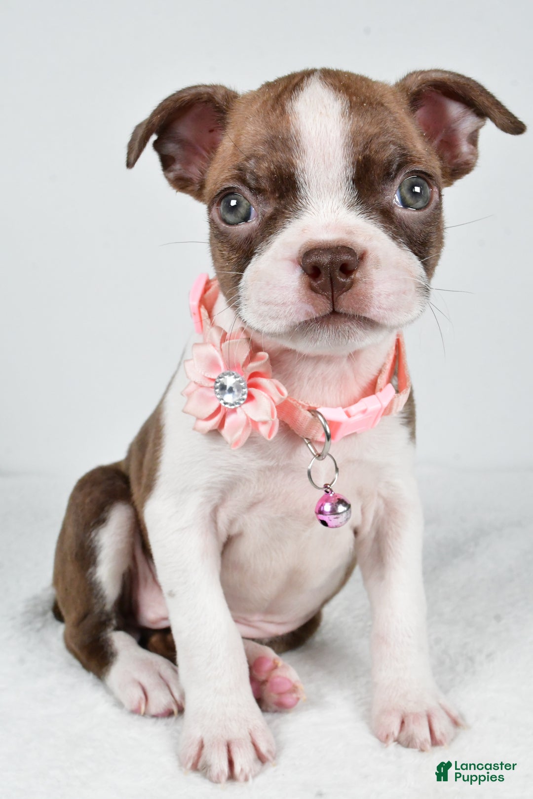 Boston Terrier dogs for sale: Yolanda - Ad 4