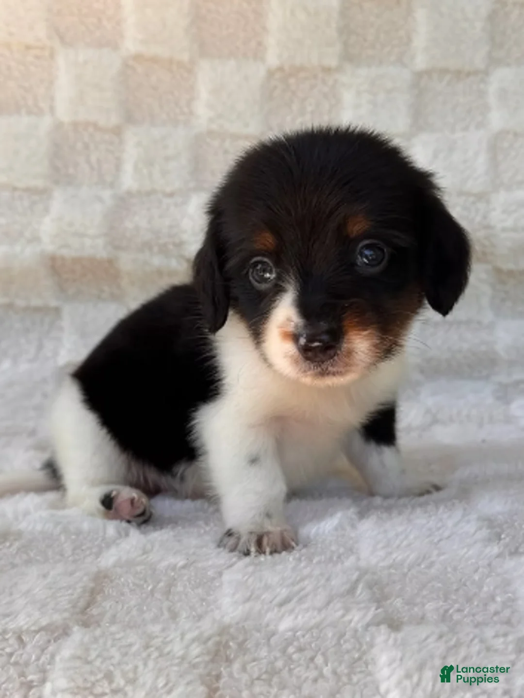 Dachshund dogs for sale: Dachshund Puppy 1 - Ad 3