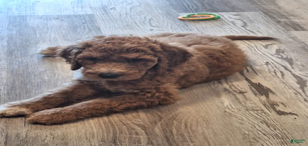 Gallery Image {{count}}