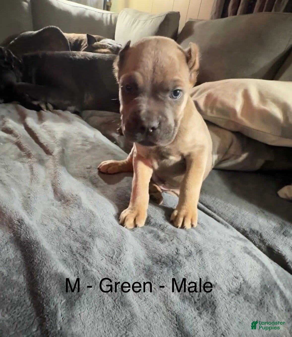 Cane Corso dogs Green - Ad 36