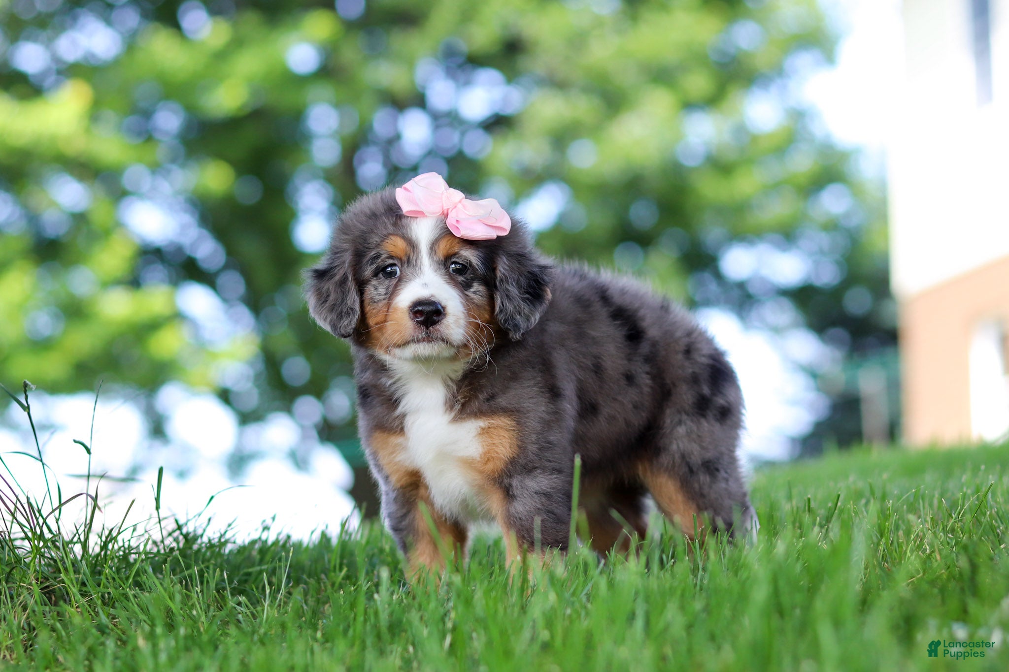 Mini Bernedoodle dogs Junebug - Ad 2