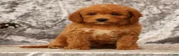Mini Goldendoodle dogs for sale: Tori - Ad 3