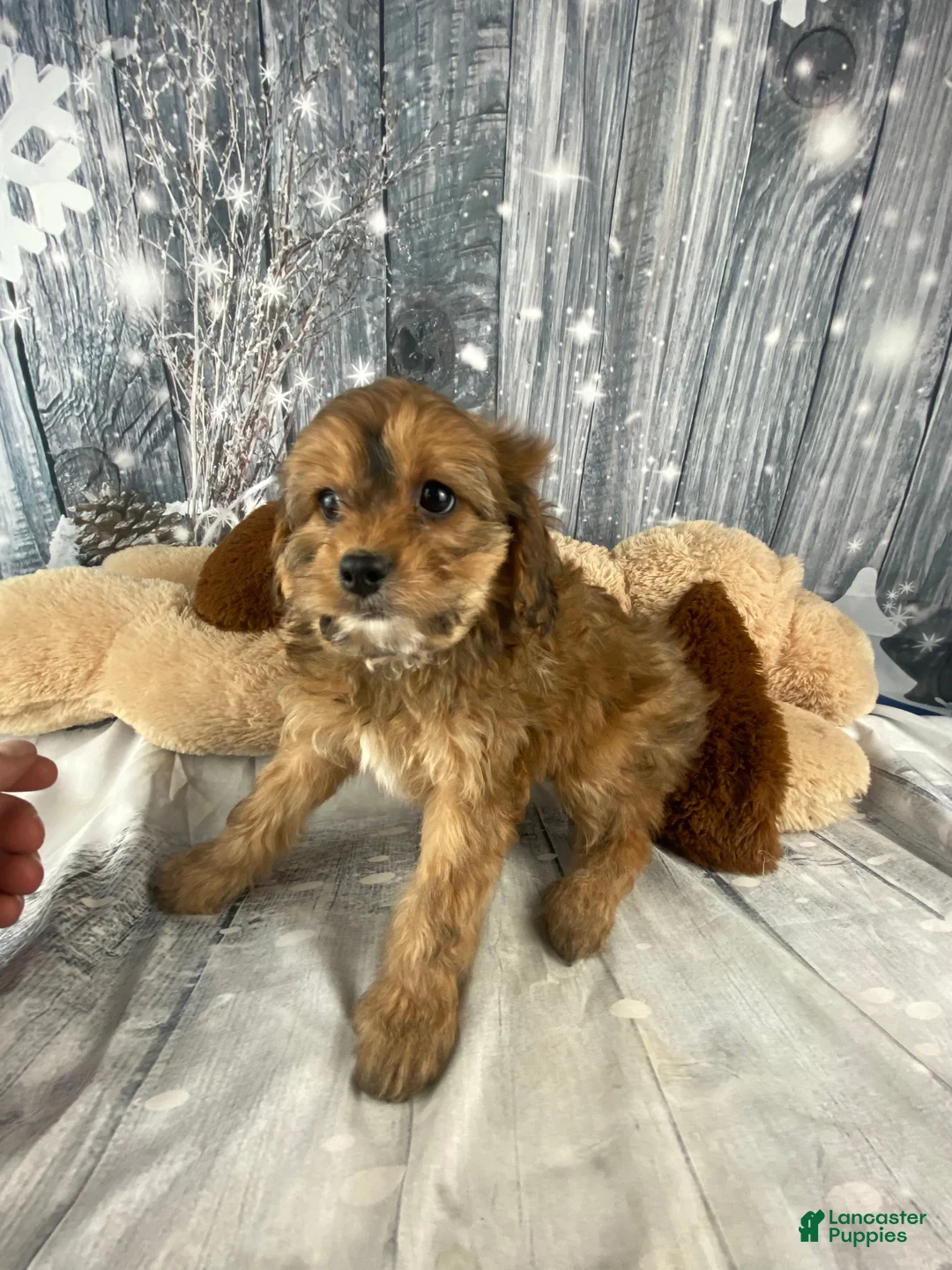 Cavapoo dogs for sale: Lady - Ad 9