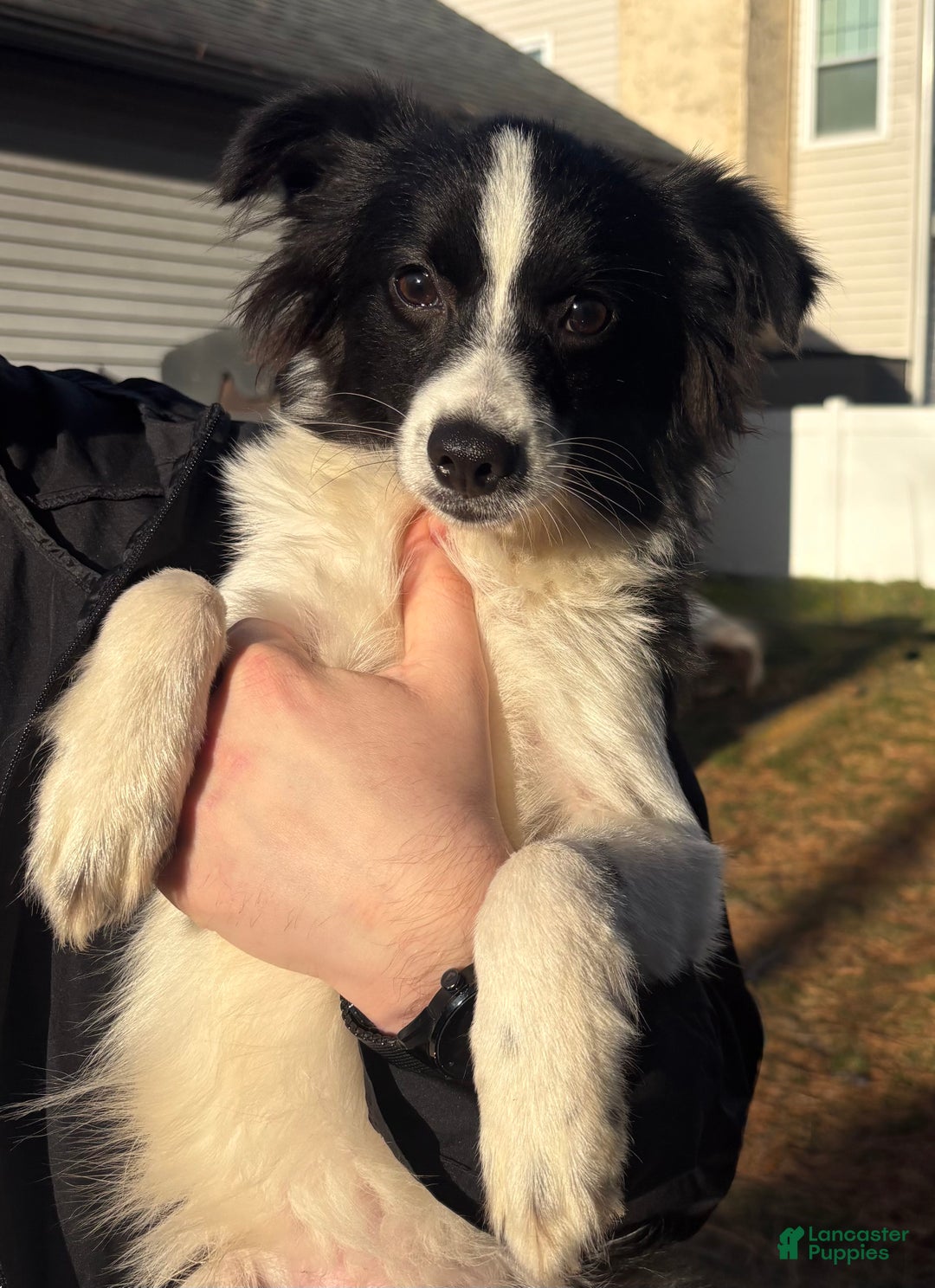 Mixed Breed dogs for sale: Cosmo - Ad 2