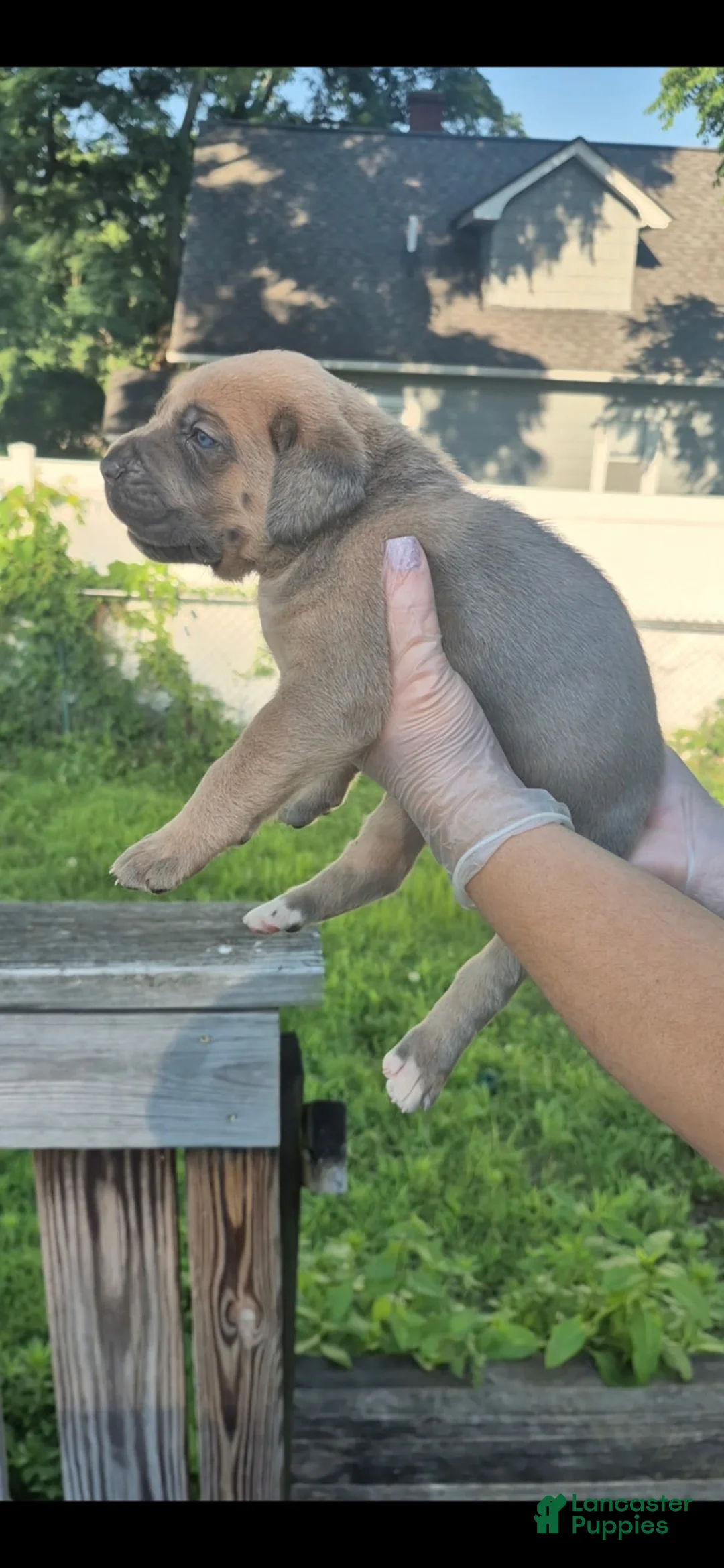 Cane Corso dogs for sale: Cane Corso 2 - Ad 1