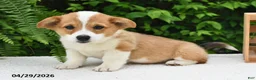 Welsh Corgi Pembroke dogs for sale: Juliet - Ad 4