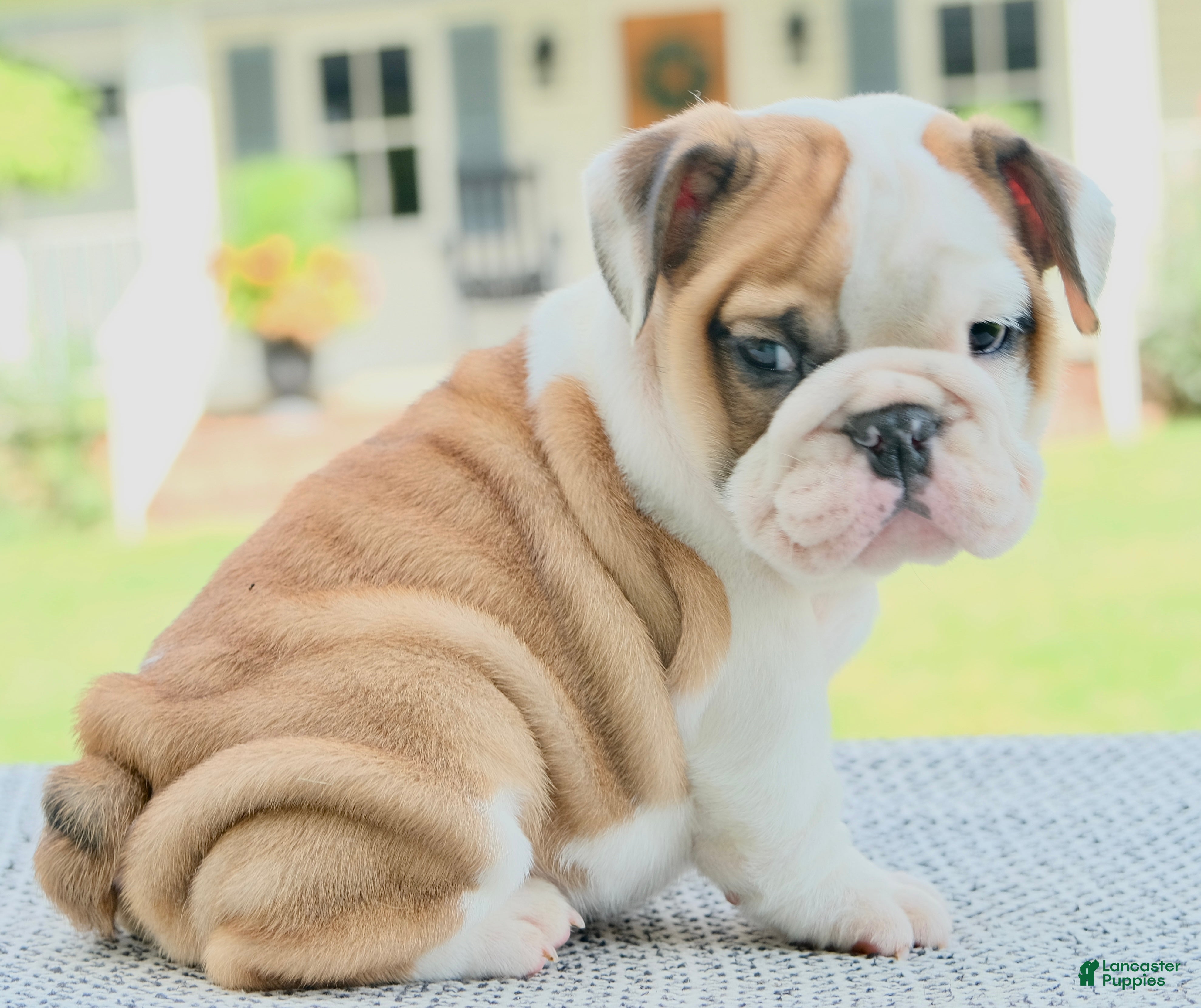 English Bulldog dogs Ivy - Ad 2