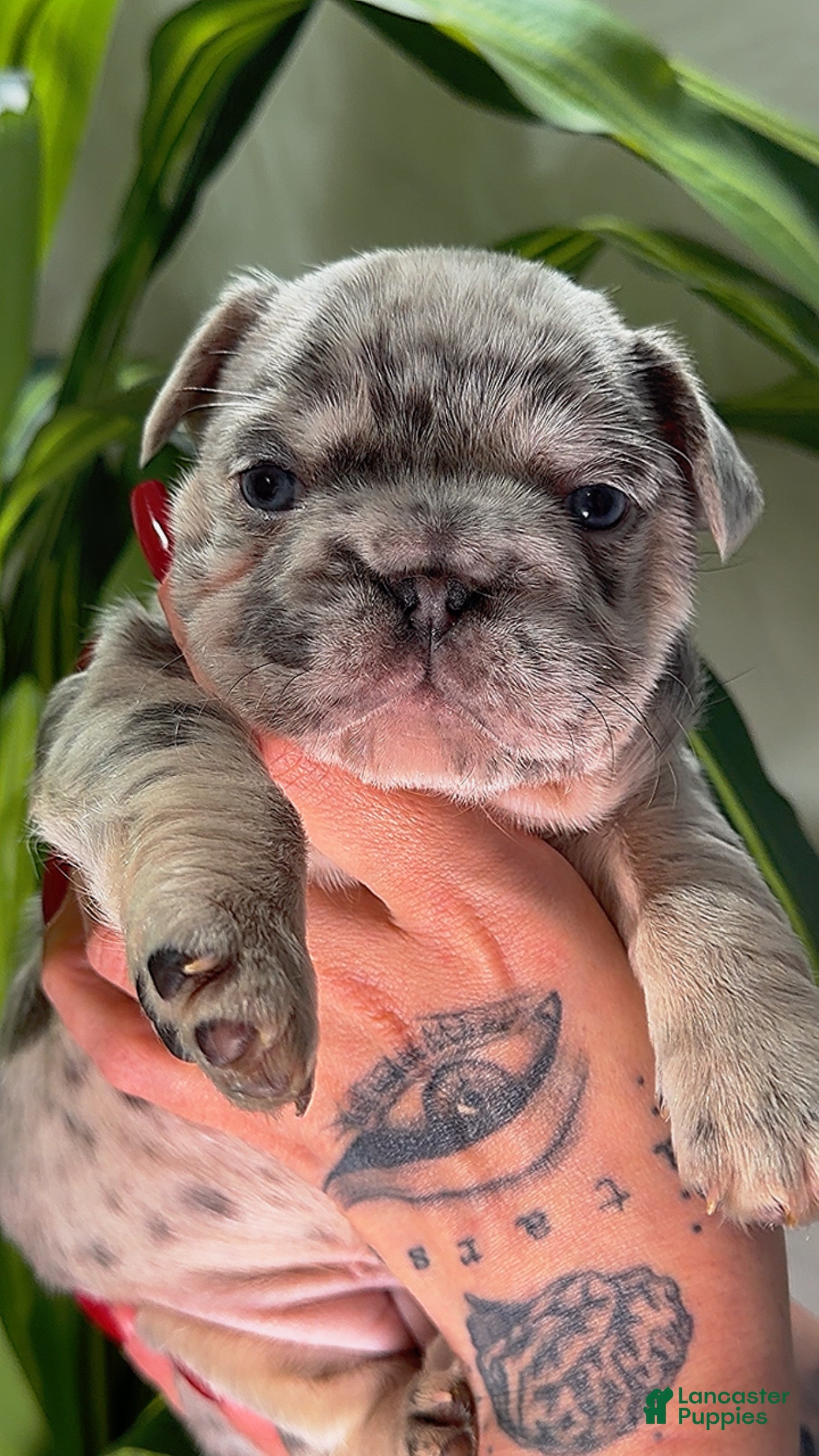 French Bulldog dogs TRIXIE - Ad 10