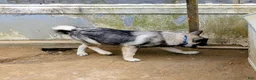 Norwegian Elkhound dogs for sale: BLUE COLLAR  - Ad 2
