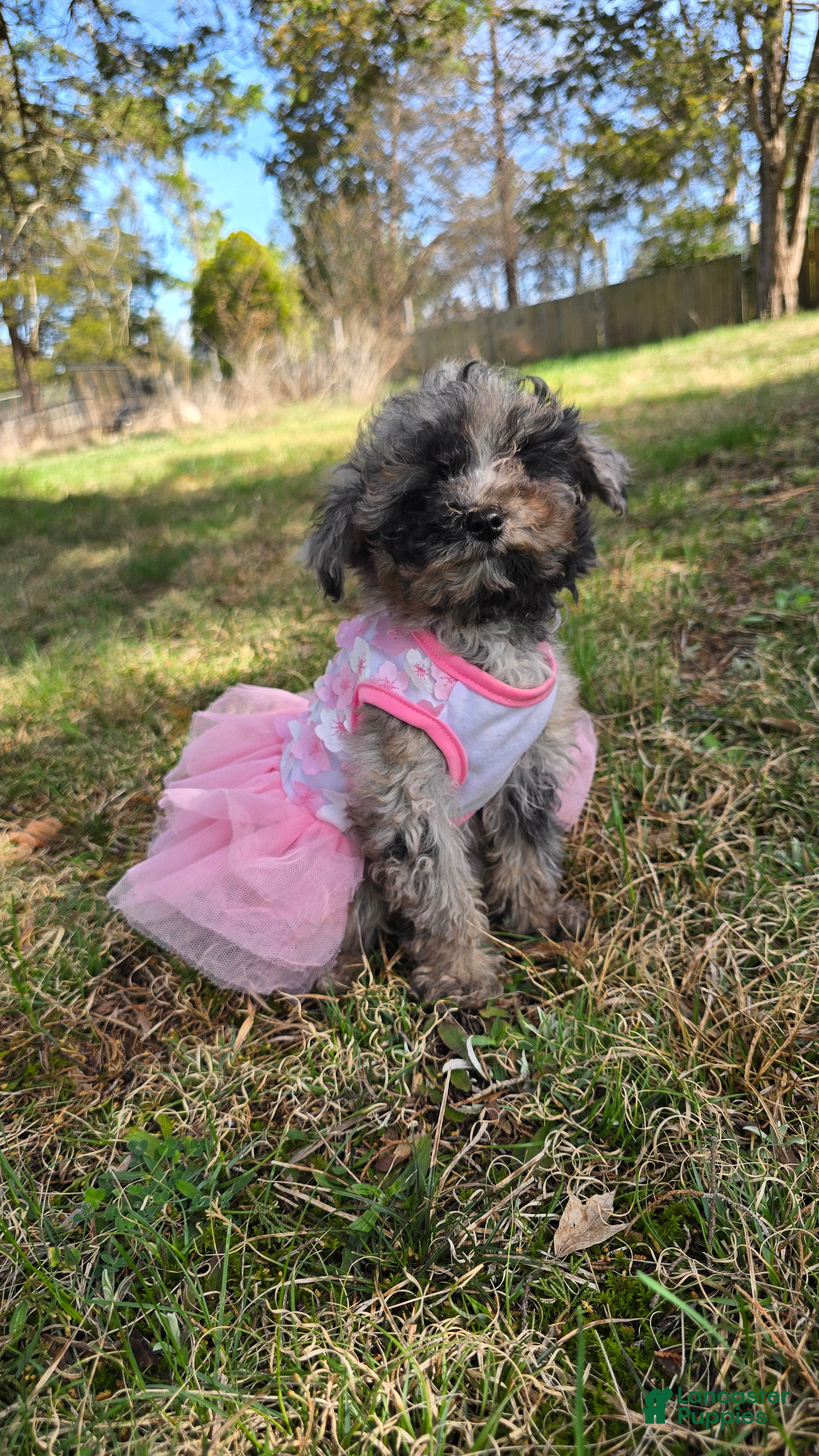 Toy Poodle dogs Jade - Ad 1