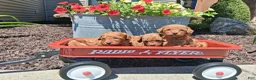 Toy Poodle dogs for sale: Tiny Toy Anne - Ad 7