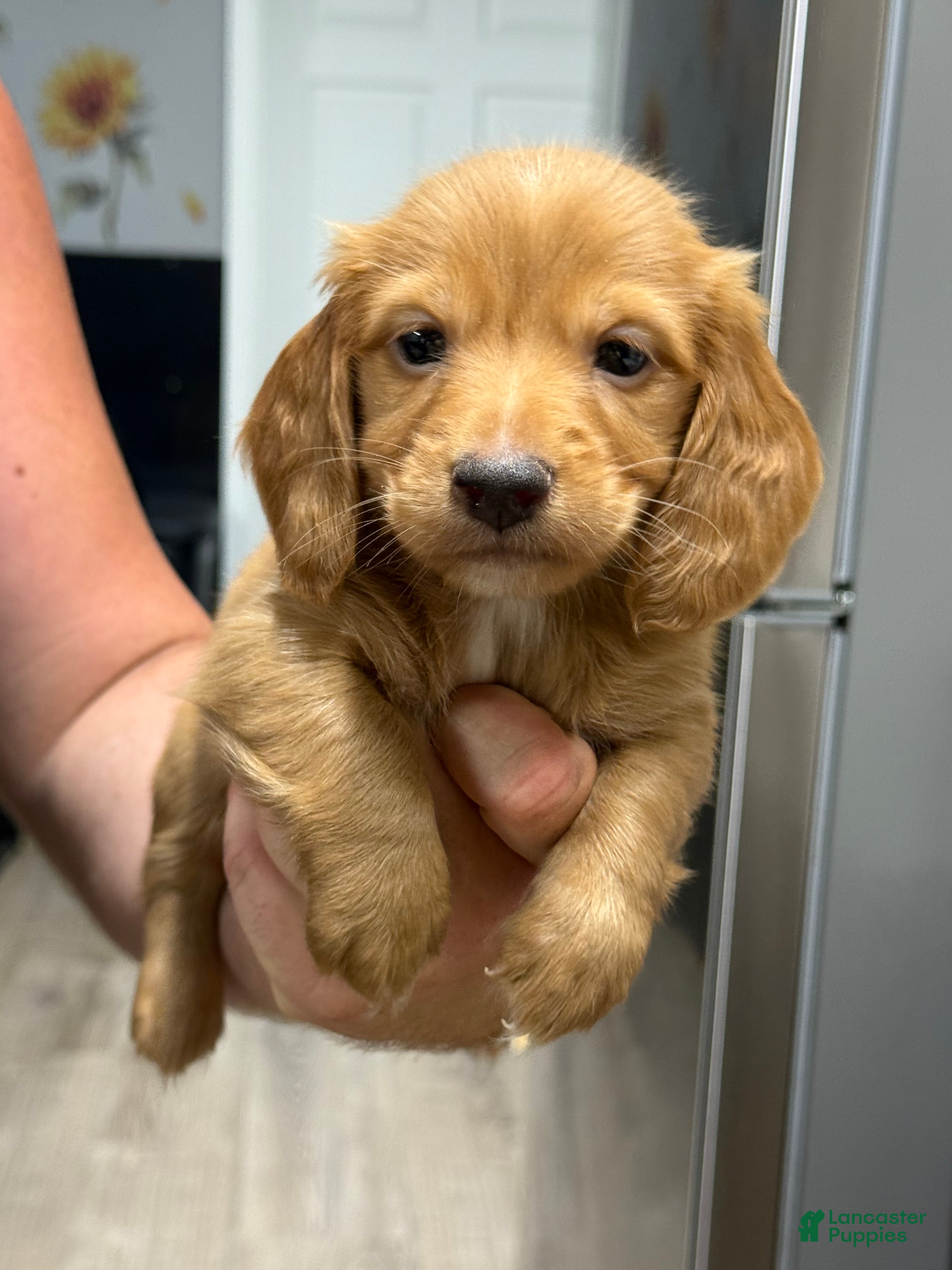 Miniature Dachshund dogs Dark cream  - Ad 4