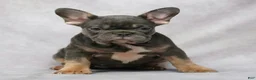 French Bulldog dogs for sale: Grace - Ad 7