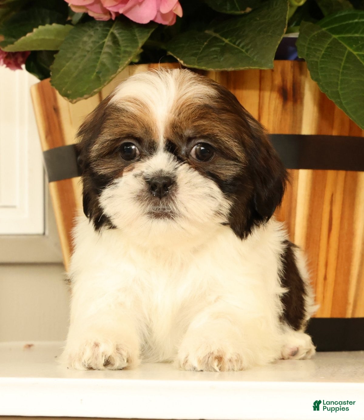 Malshi dogs for sale: Macey - Ad 4