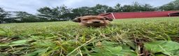 Miniature Dachshund dogs for sale: Emmy - Ad 8