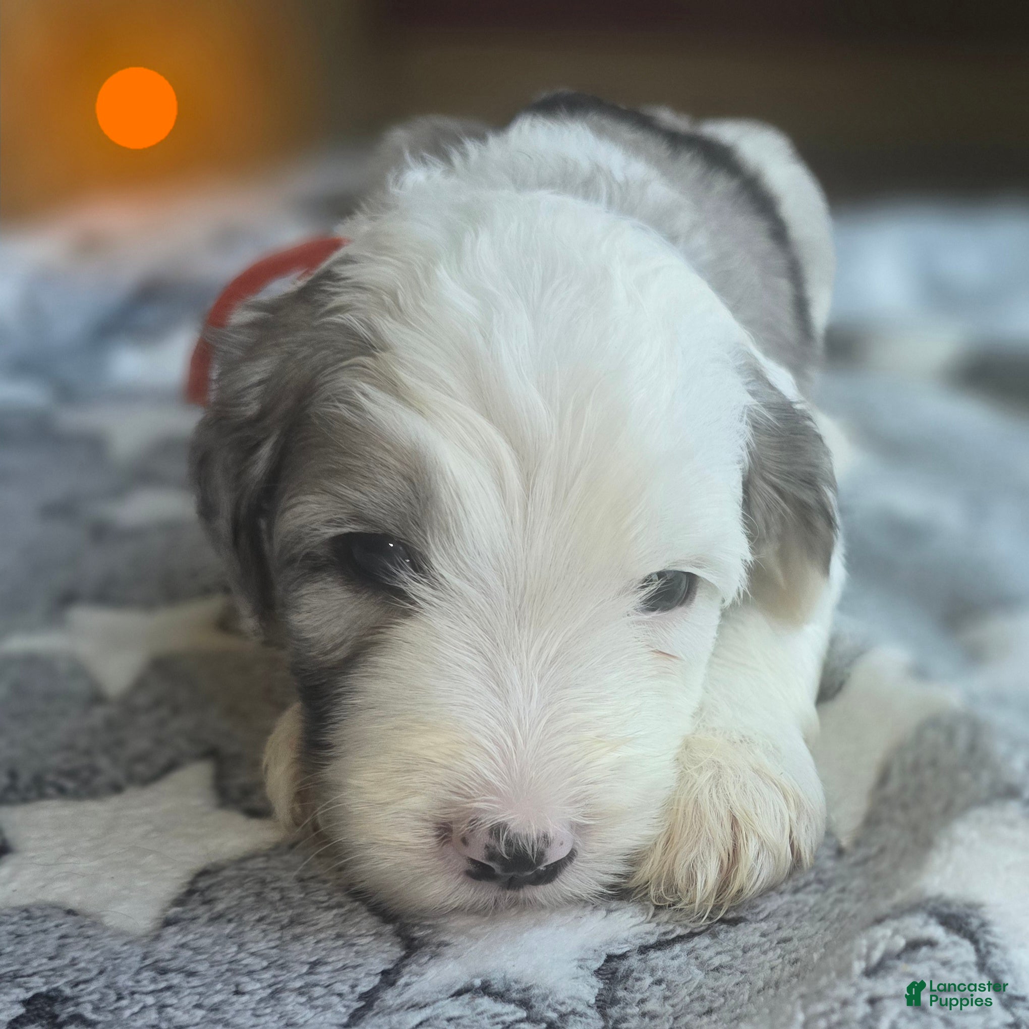 Sheepadoodle dogs Orchid - orange collar - Ad 13