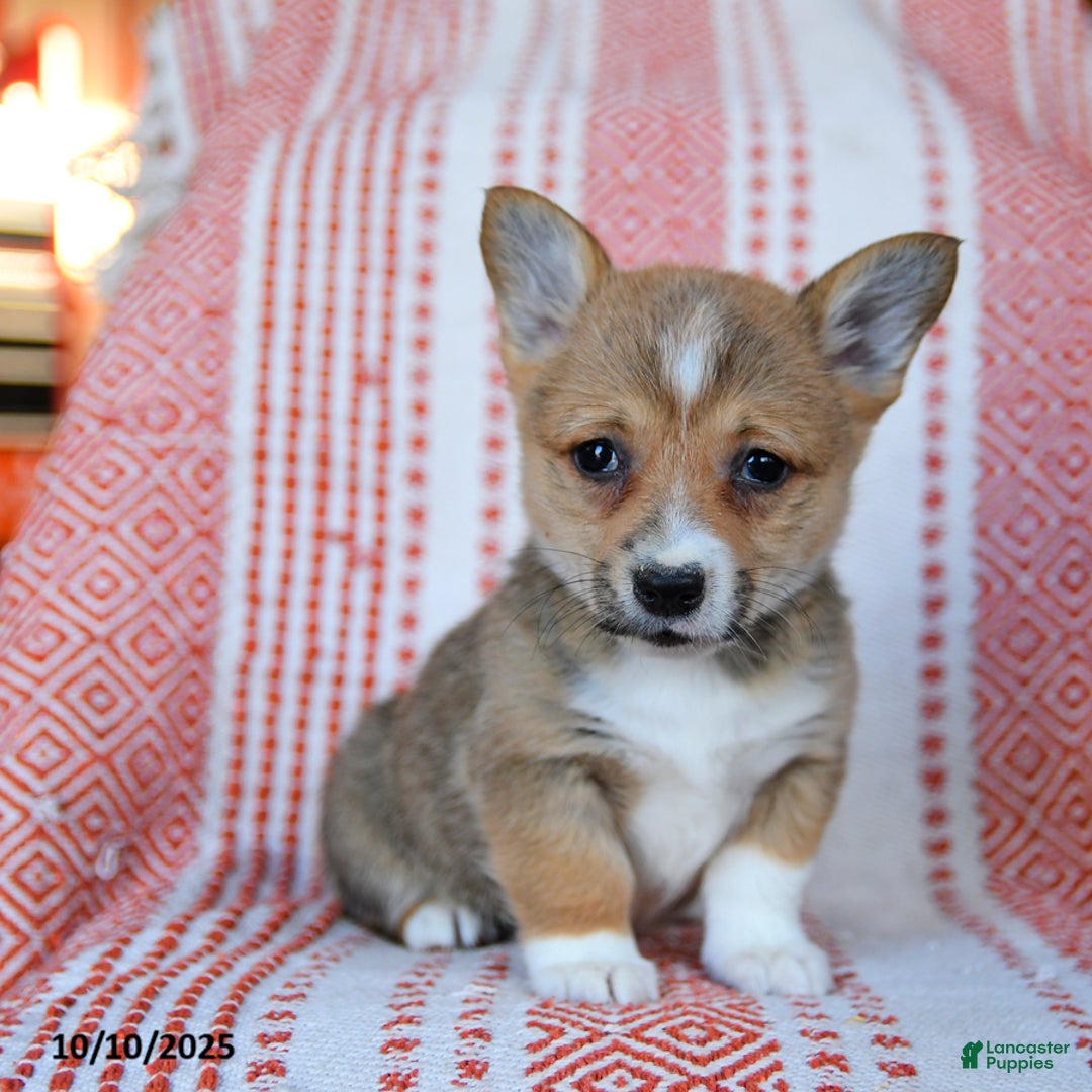 Welsh Corgi Pembroke dogs for sale: Sage - Ad 5