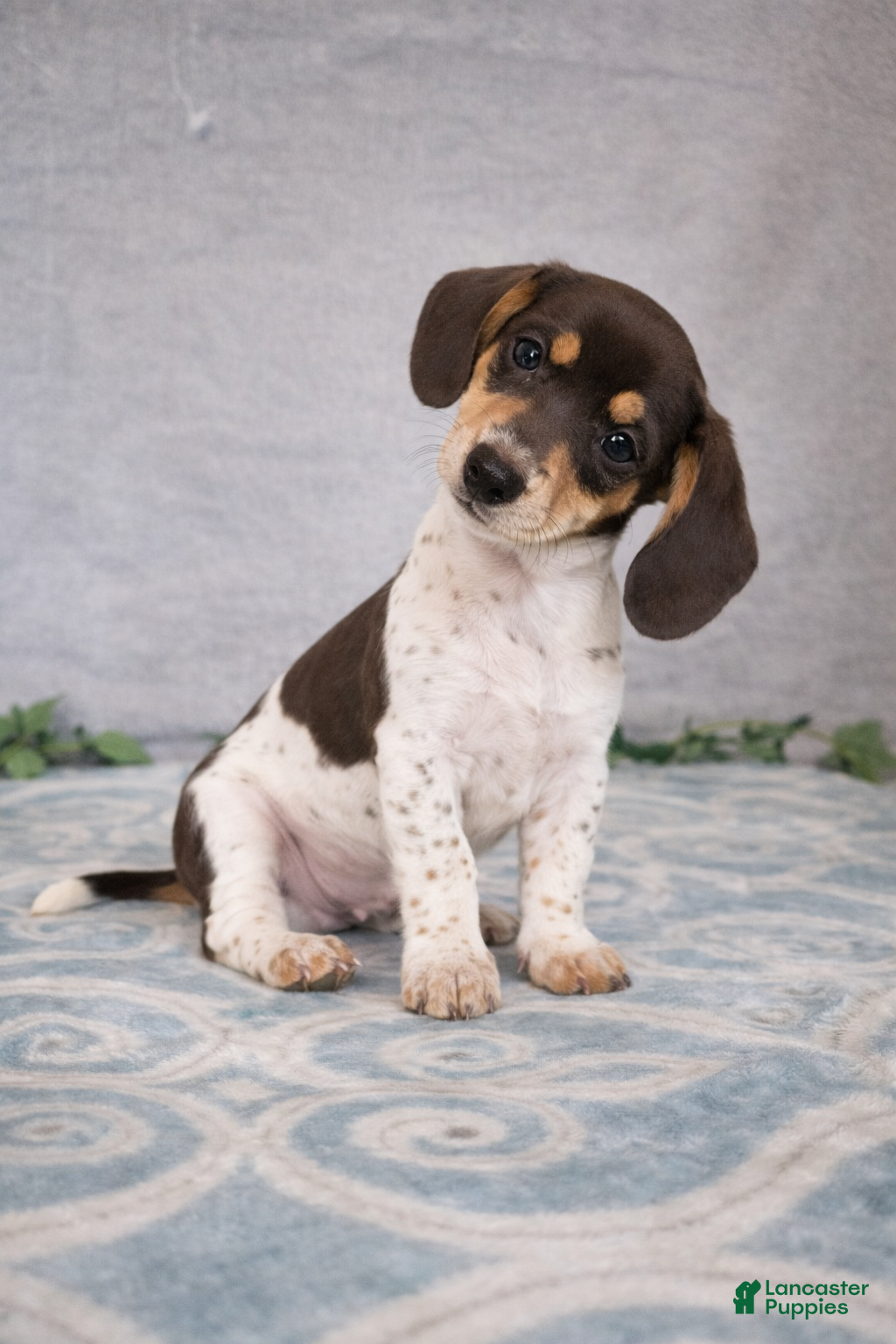 Dachshund dogs Carmen - Ad 1