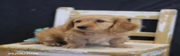 Miniature Dachshund dogs for sale: Victor - Ad 2