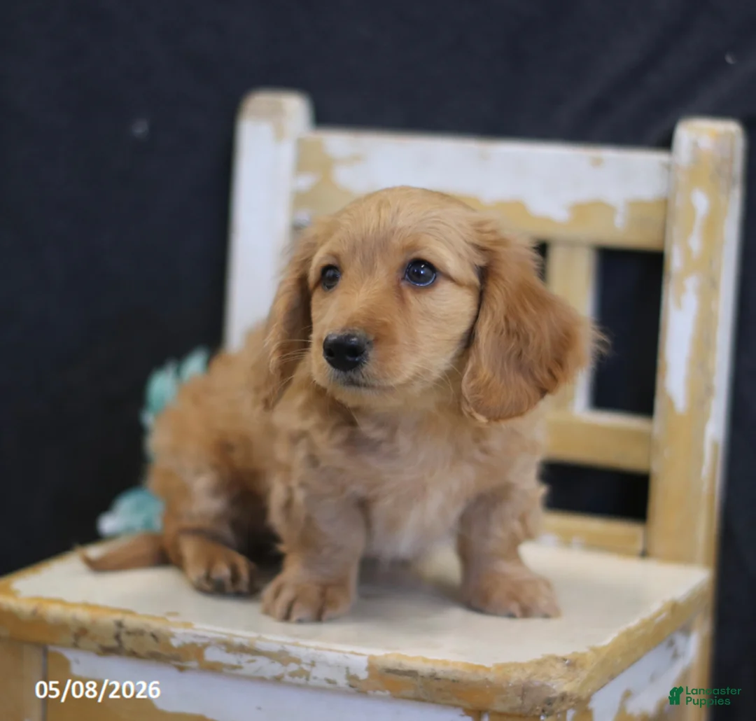 Miniature Dachshund dogs for sale: Victor - Ad 2
