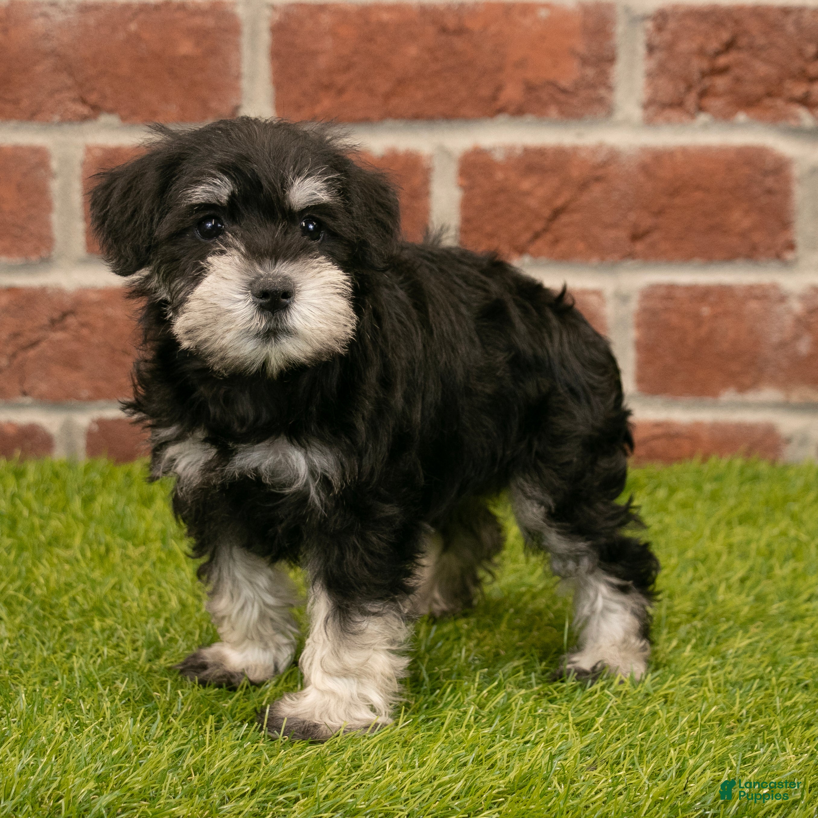 Miniature Schnauzer dogs for sale: Rachel - Ad 6