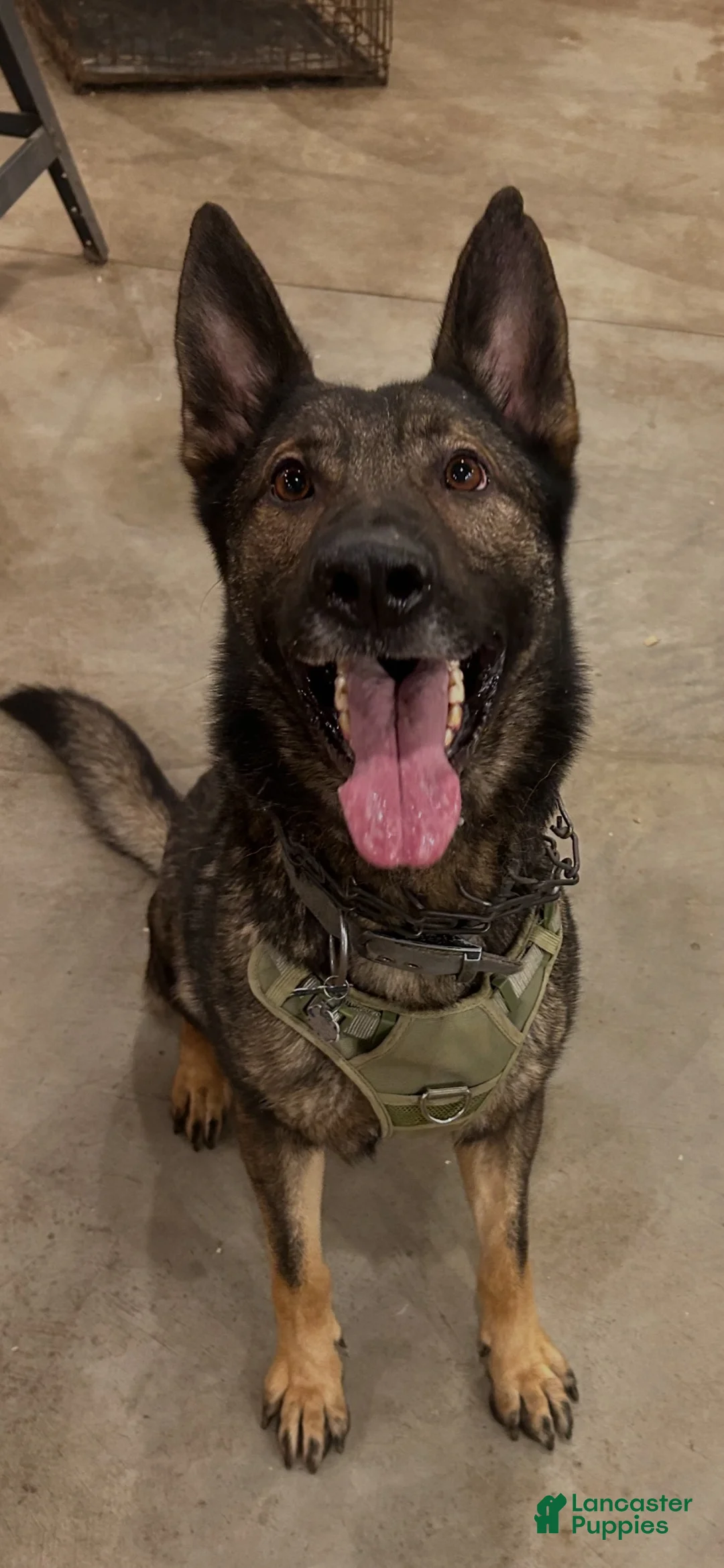German Shepherd dogs for stud: Dane the German  - Ad 1