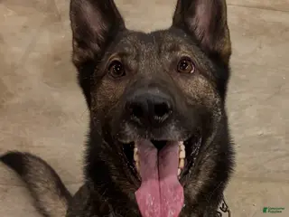 German Shepherd dogs Dane the German - Ad 35