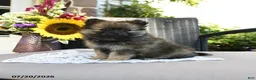 Pomeranian dogs for sale: Tessa - Ad 3