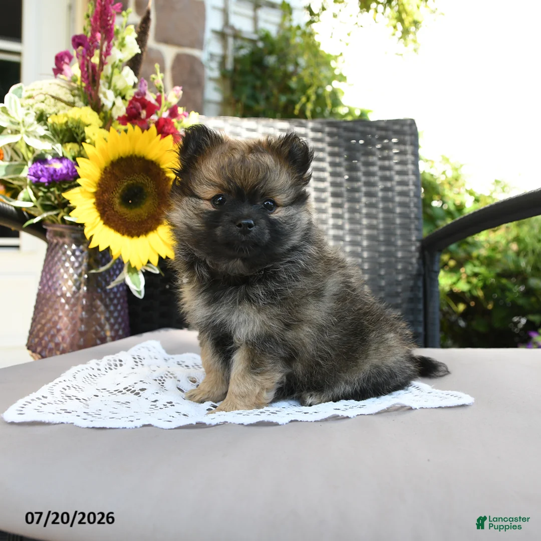 Pomeranian dogs for sale: Tessa - Ad 3