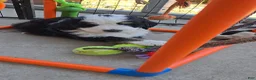 Bernedoodle dogs for sale: Bernedoodle 1 Blue Collar  - Ad 7