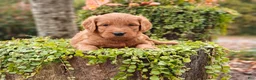 Goldendoodle dogs for sale: Latte - Ad 7