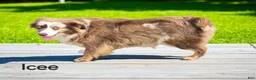 Australian Shepherd dogs for sale: Spence - Ad 4