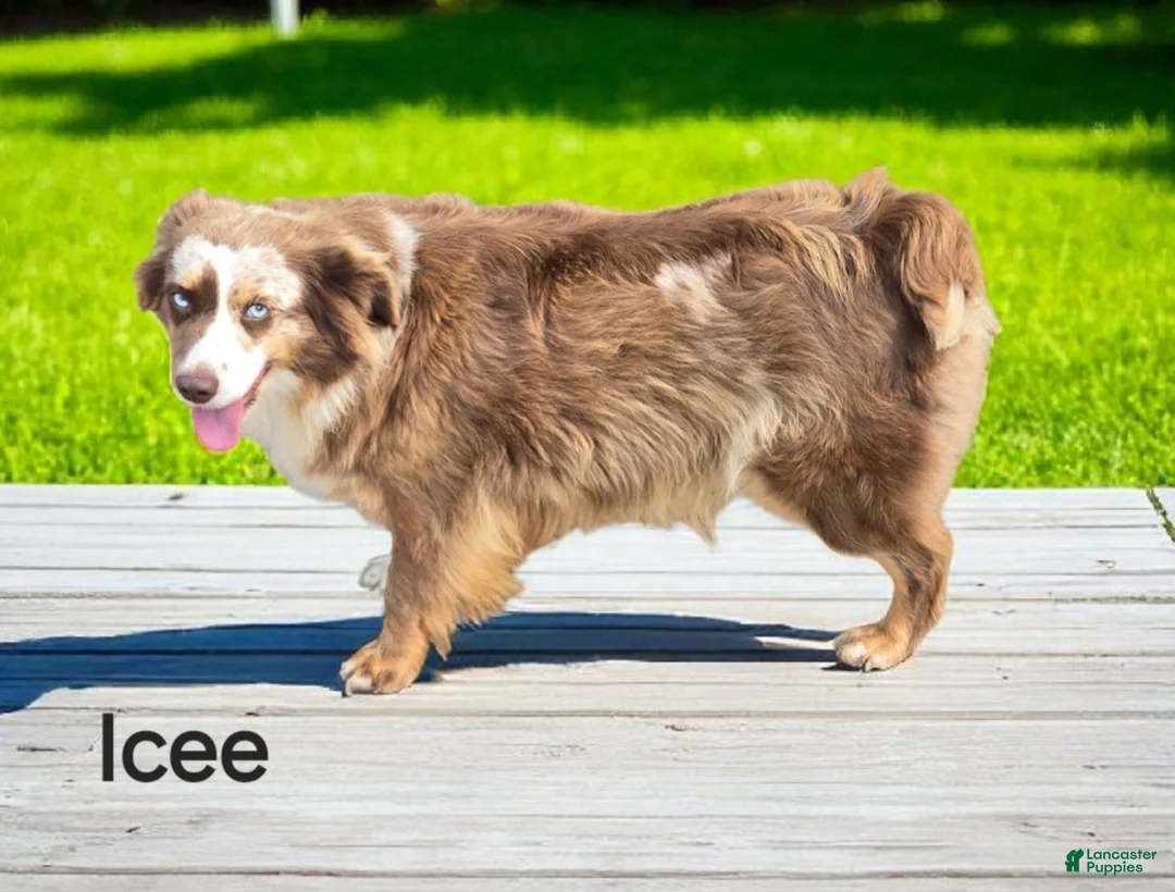 Australian Shepherd dogs for sale: Spence - Ad 4