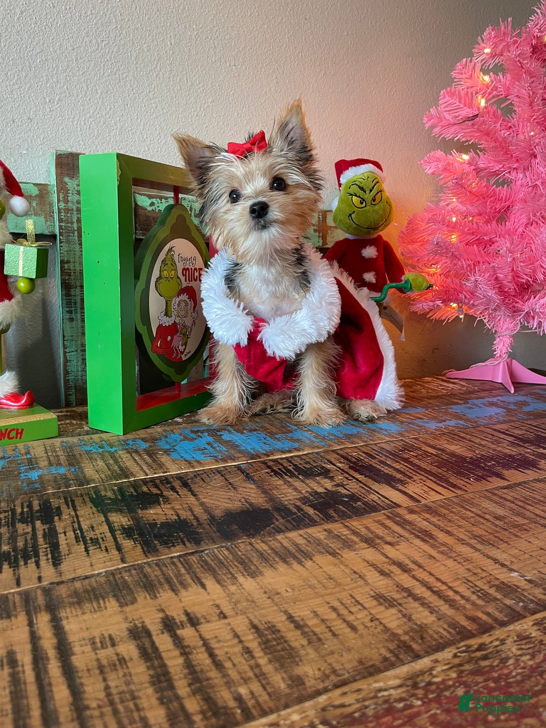 Yorkshire Terrier dogs for sale: Meet Lulu - Ad 3