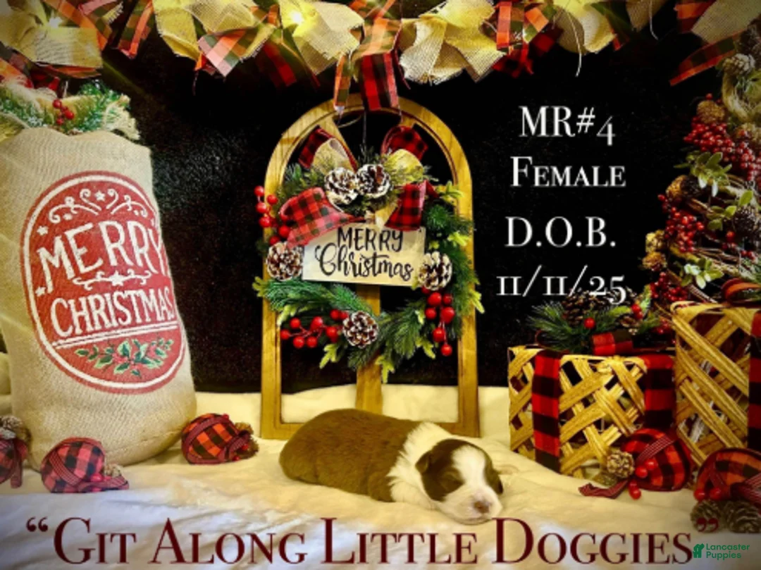 Australian Shepherd dogs for sale: MR#4 - Ad 6