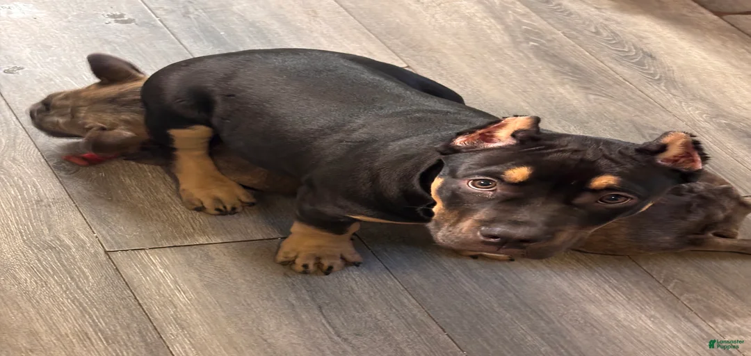 Gallery Image {{count}}