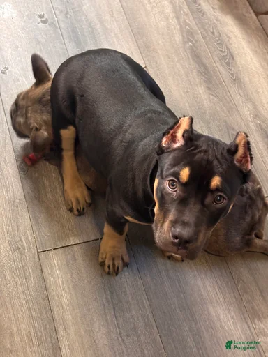 Gallery Image {{count}}