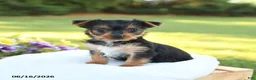 Yorkshire Terrier dogs for sale: Daisy - Ad 2