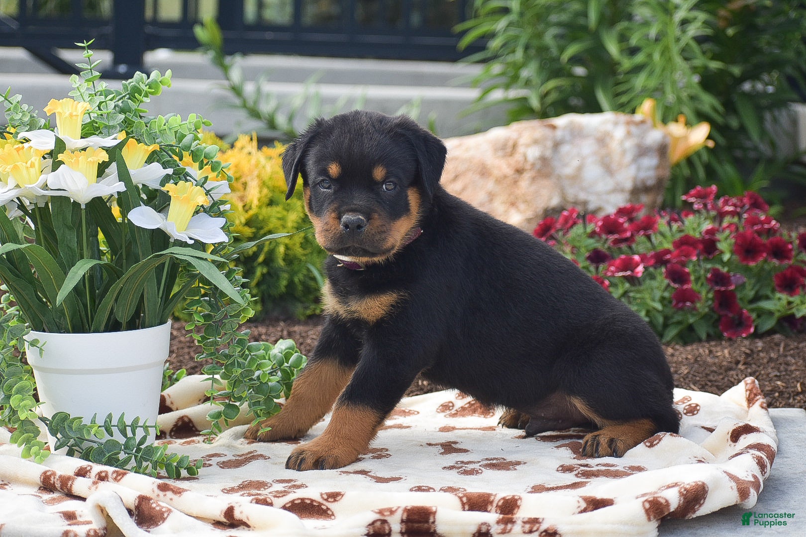 Rottweiler dogs Hank - Ad 2
