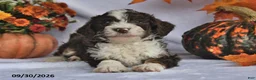 Bernedoodle dogs for sale: Jackie - Ad 4