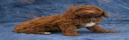 Miniature Poodle dogs for sale: Susie - Ad 4