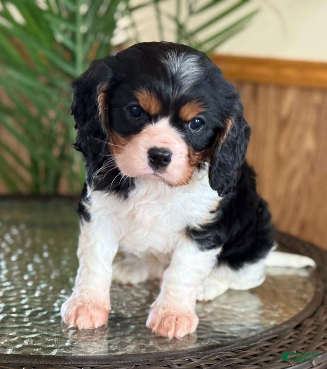 Cavalier King Charles Spaniel dogs for sale: Oreo Cookie - Ad 3