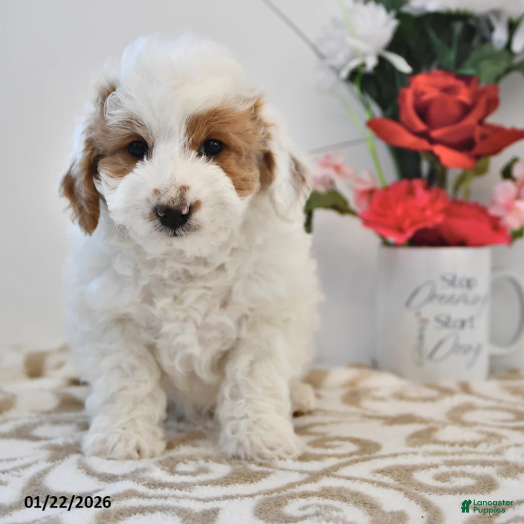 Mini Goldendoodle dogs for sale: Piper - Ad 5