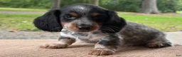 Miniature Dachshund dogs for sale: Indie - Ad 4